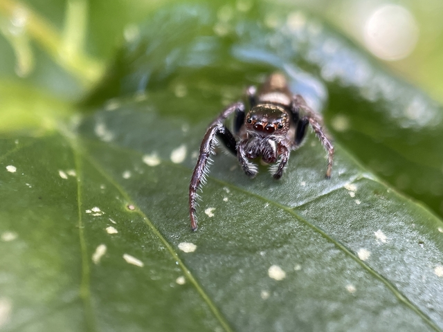 Photo of a jumping spider on a leaf by rjennion on iNaturalist